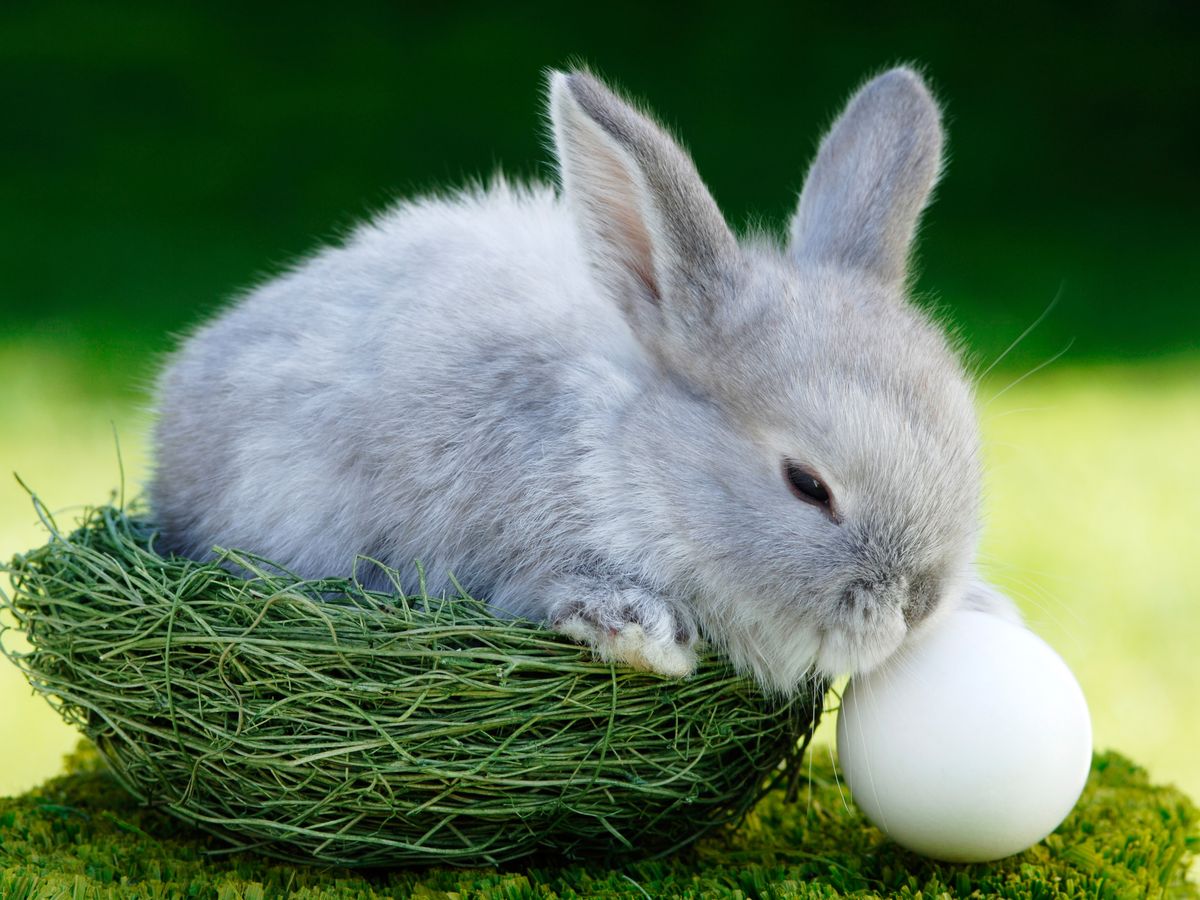 Do Bunnies Lay Eggs? - Why Is There an Easter Bunny If Rabbits Do