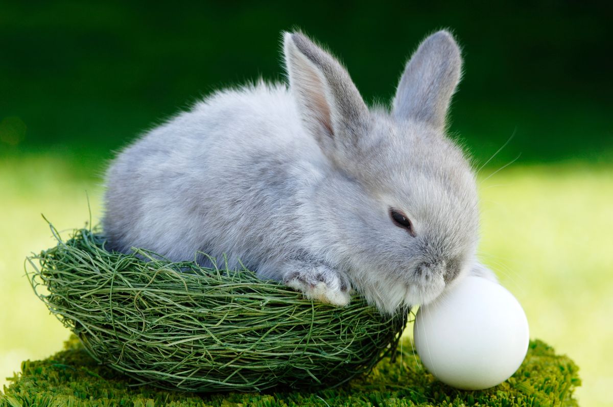 do bunnies lay eggs