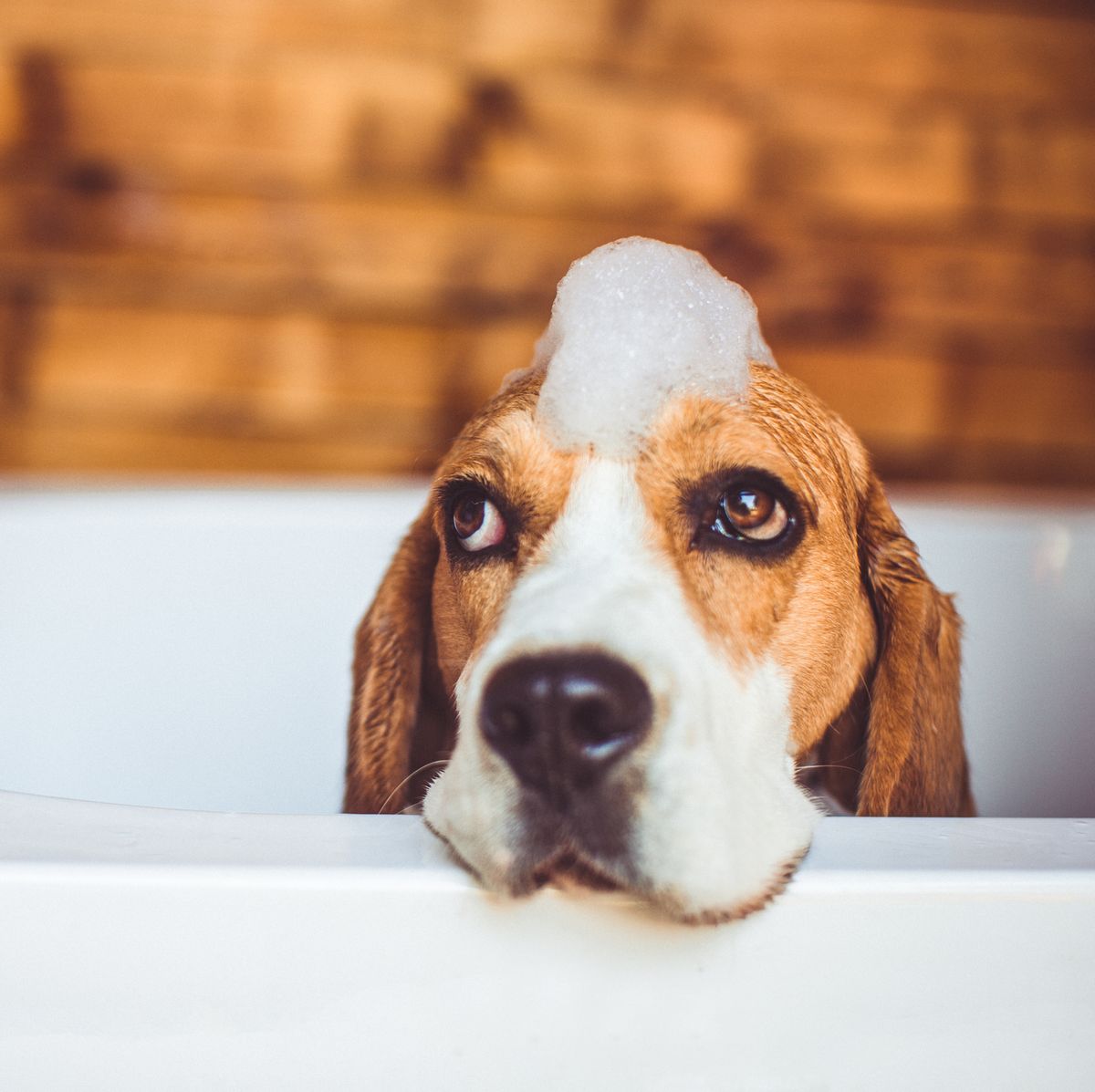 Beagle dog having a bath