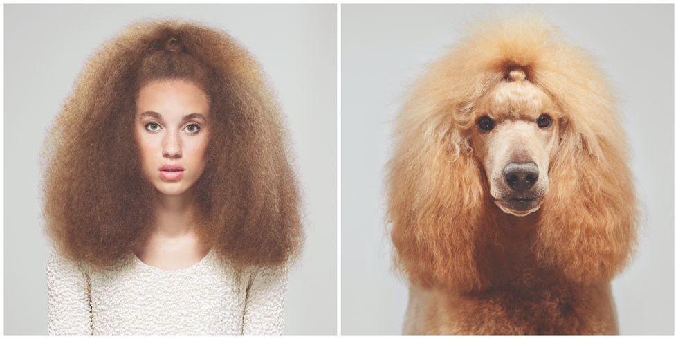 Do You Look Like Your Dog? Poodle