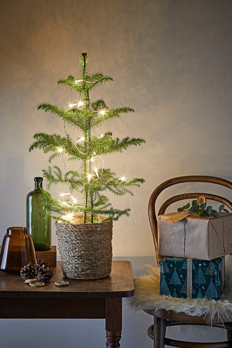 Dobbies Garden Centres is Selling a Range of Christmas plants