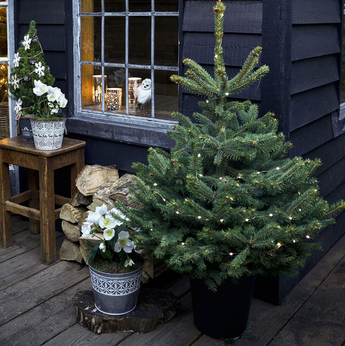 Potted Christmas Tree - Caring For Pot Grown Christmas Trees