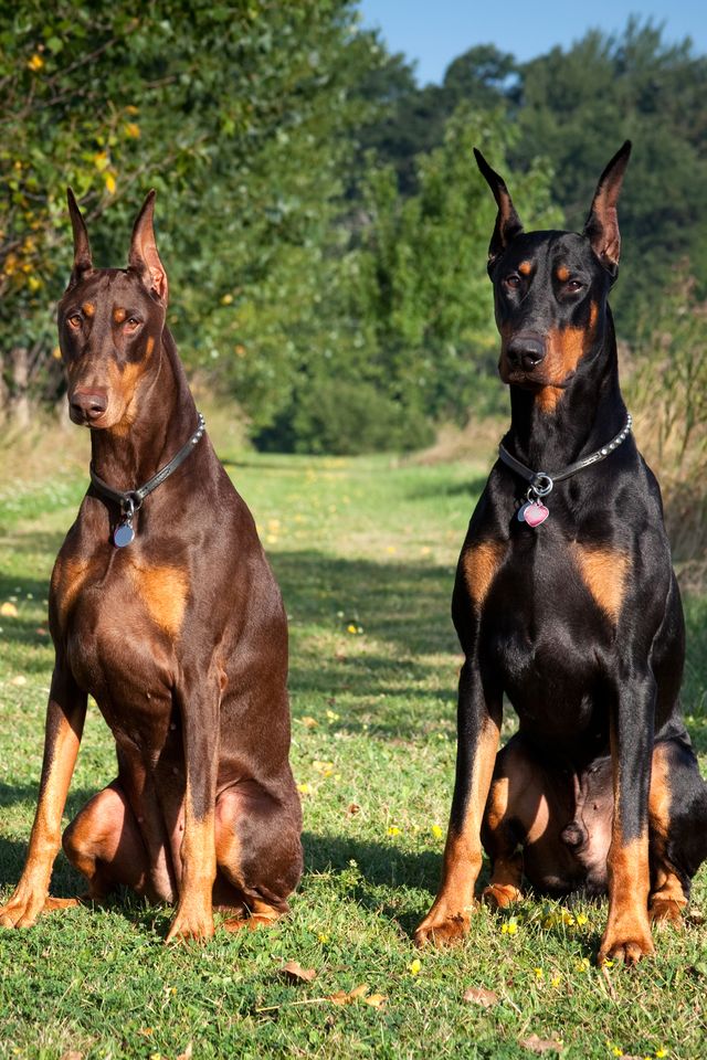 doberman pinscher - best guard dogs