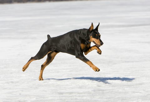 doberman pinscher fastest dogs