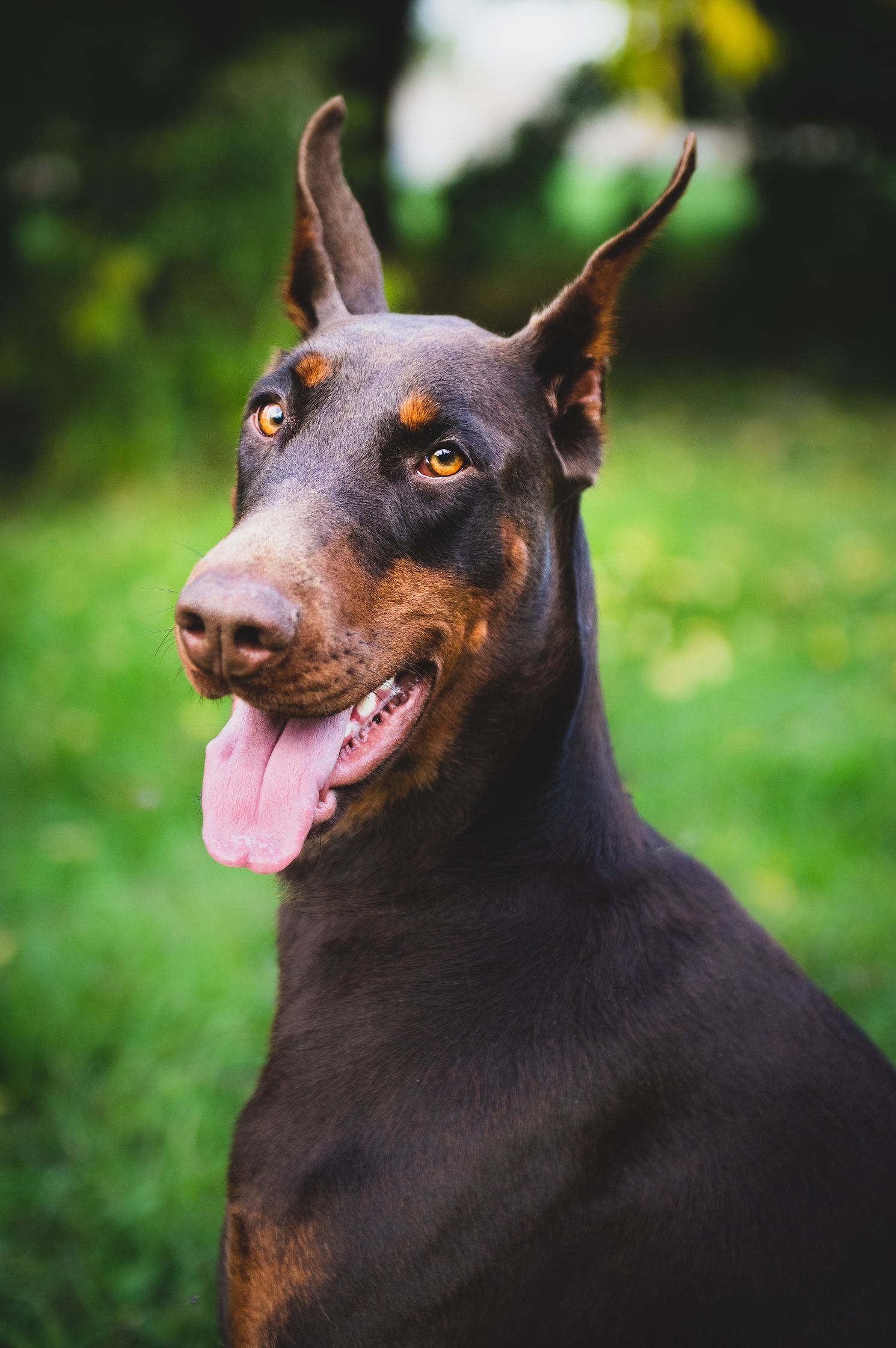 Dobermann Pinscher Dog Breed Information And Everything To Know