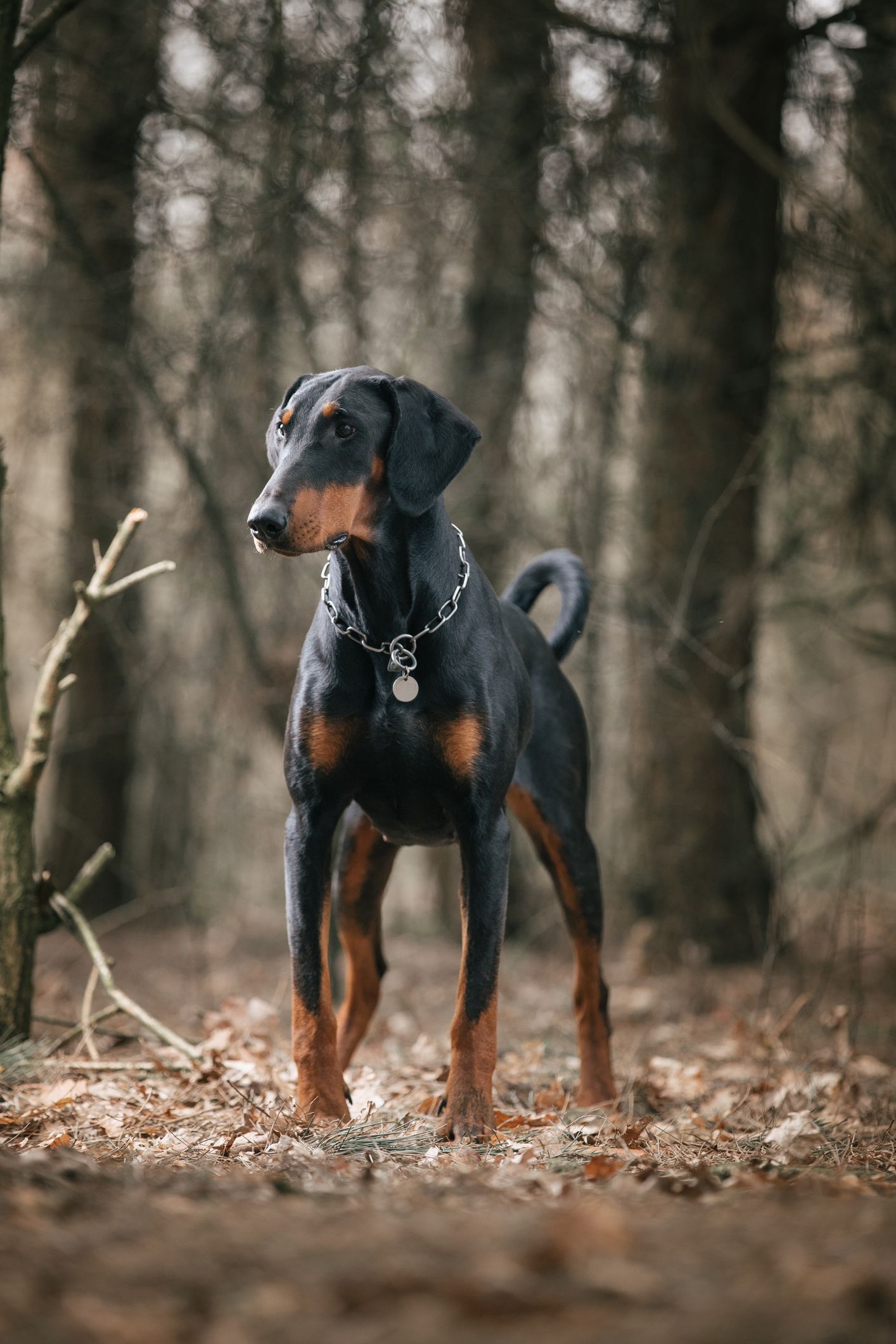 Tallest doberman sales