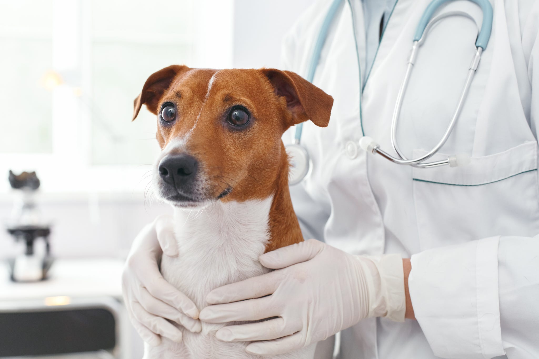 Free dog doctor near sales me