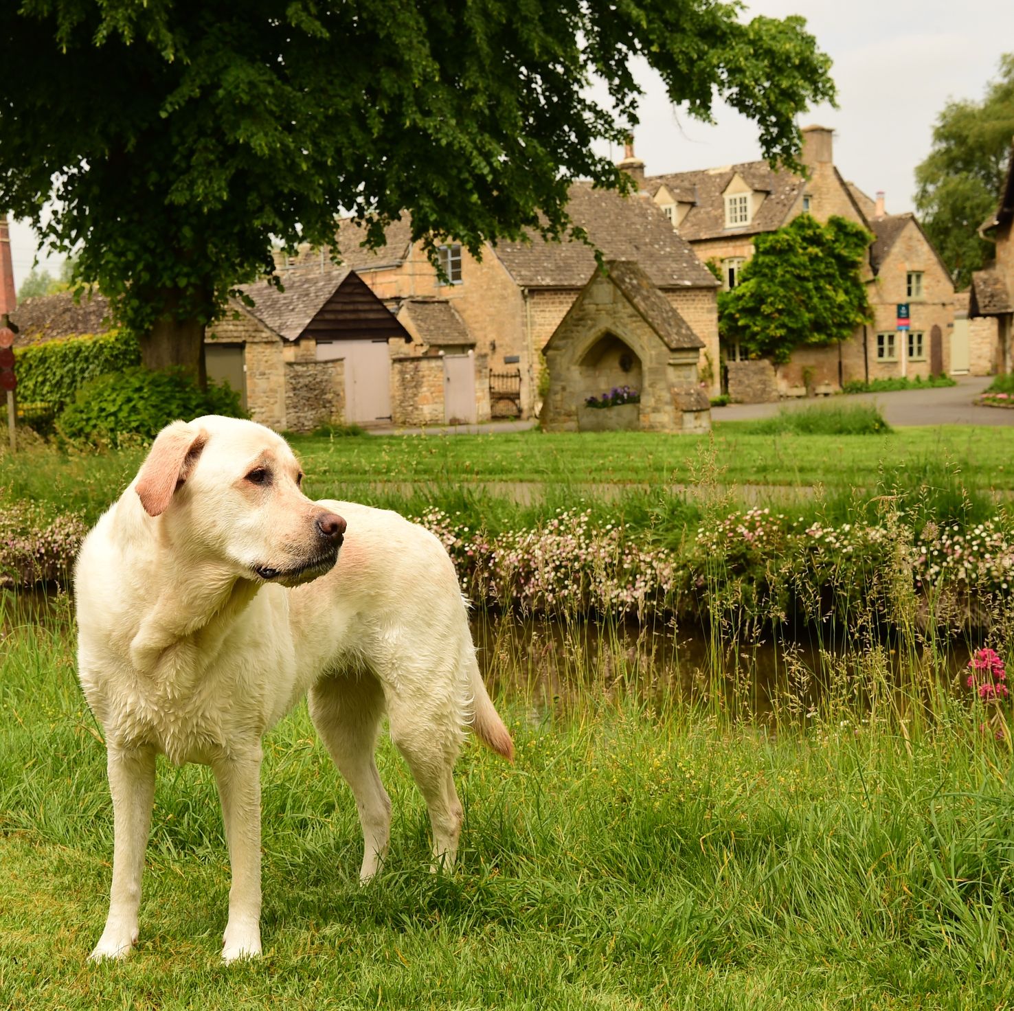 dog cotswolds