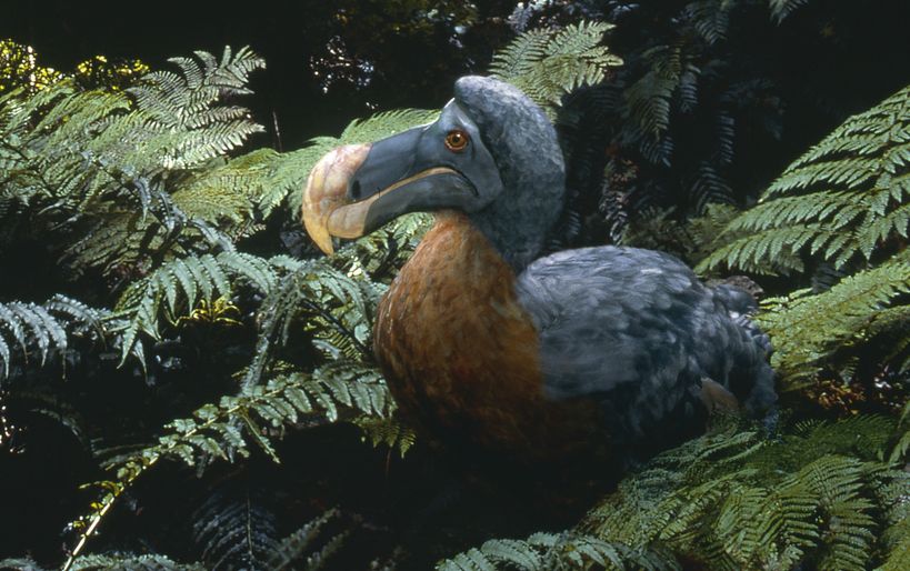 The CIA Is Funding a Mission to Reincarnate the Dodo Bird