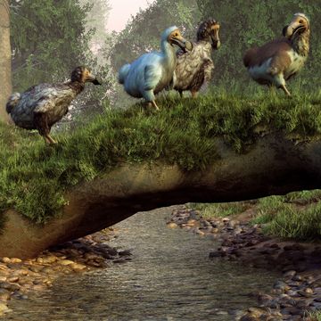 dibujo de un grupo de dodos, un ave extinguida