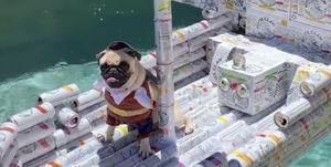 boat made of white claw cans and boxes with a pug dog sitting in it in a costume