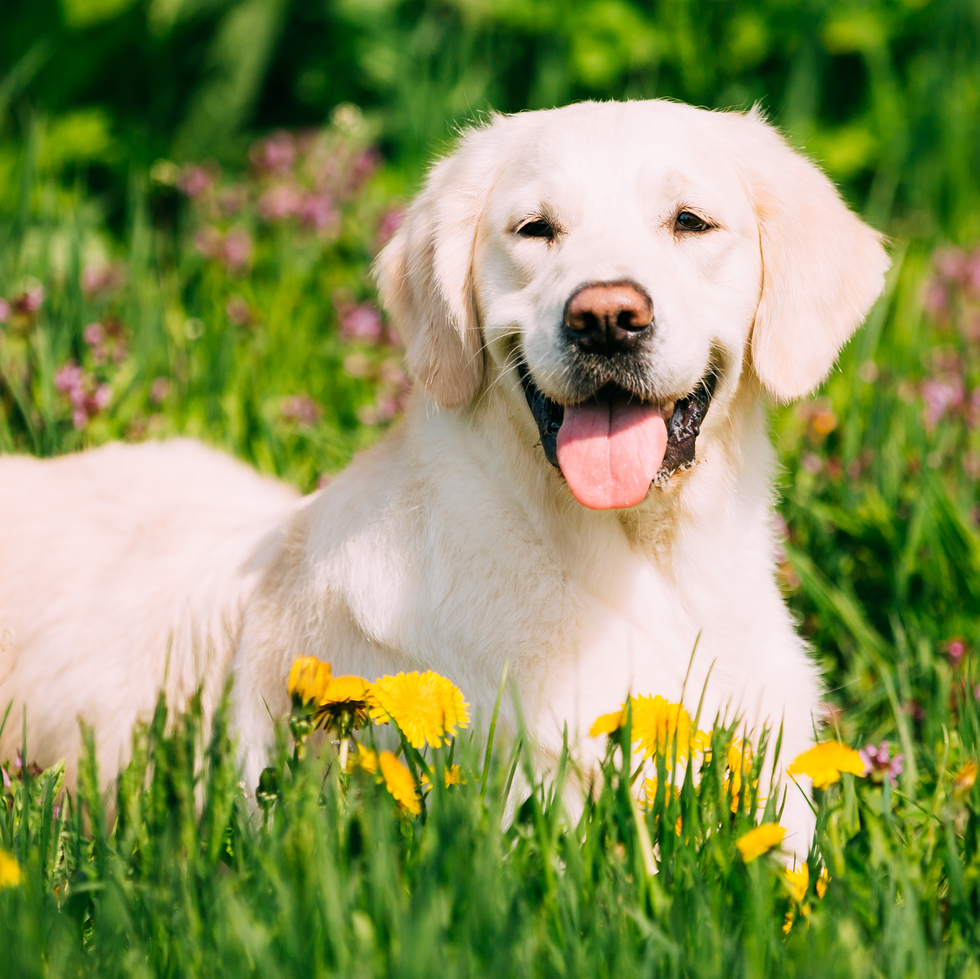Labrador Retrievers: Facts, Size, Weight, Character, Temperament