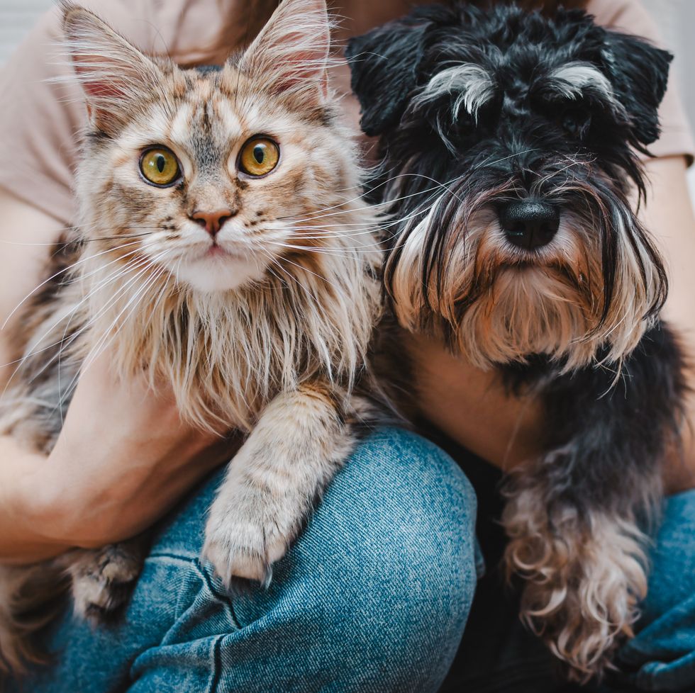 dog and a cat in the hands of their owner