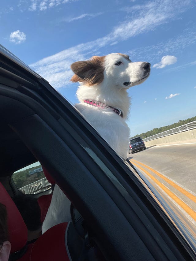 車の窓にいる犬