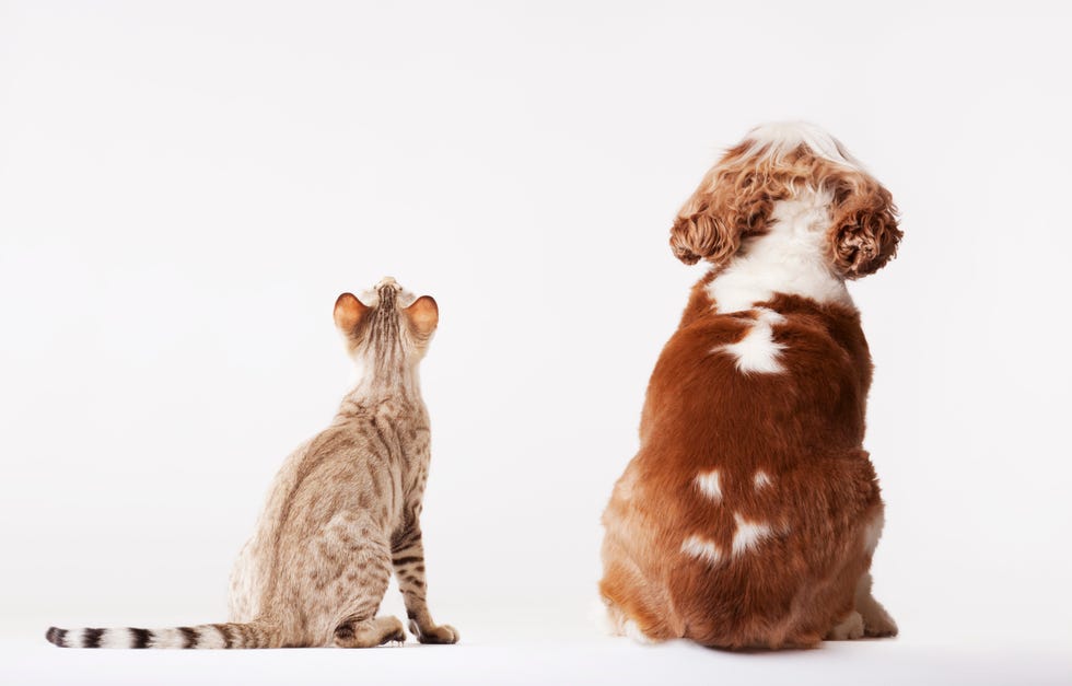 Dog and cat looking up together