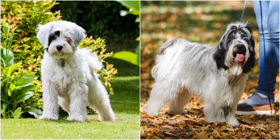 a tibetan terrier as an adult and a puppy