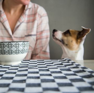 Funny cute dog in table during breakfast time.