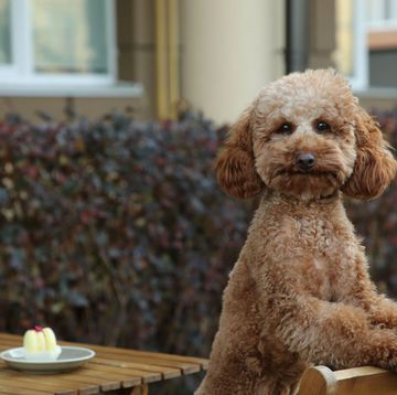 a dog sitting at a table, outdoor cafe, dogs at restaurants