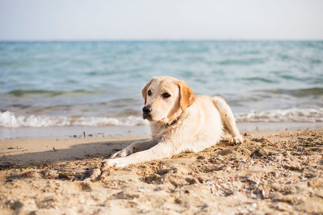 Cornwall Beaches Lift Their Summer Dog Ban