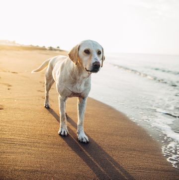 best dog friendly beaches in the uk