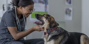dog at the veterinarian