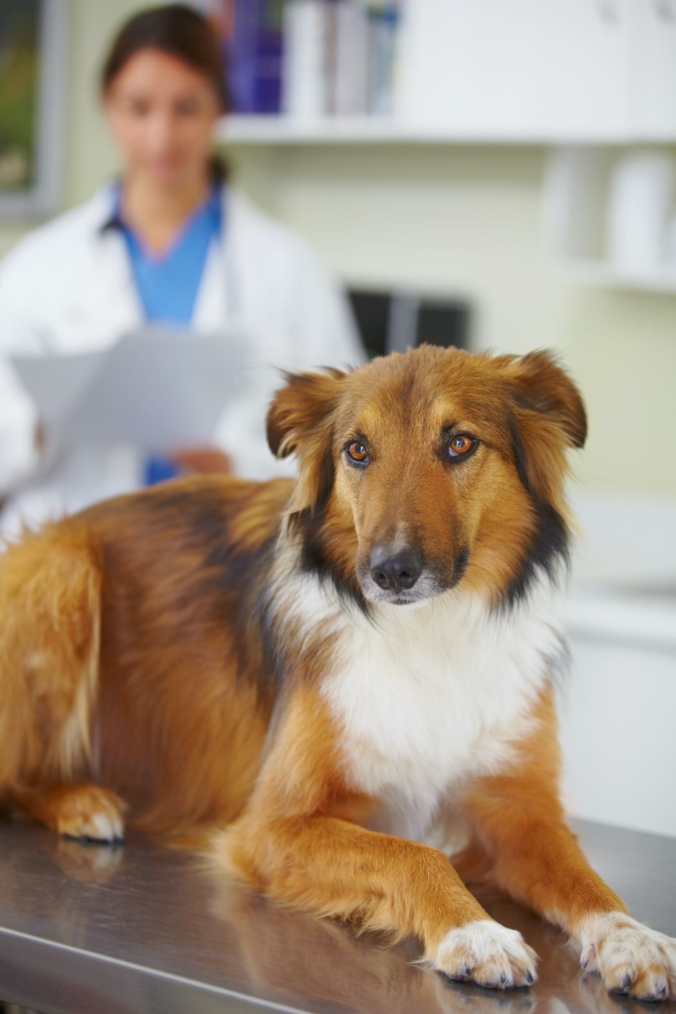 The 9 Most Expensive Pet Treatments Revealed