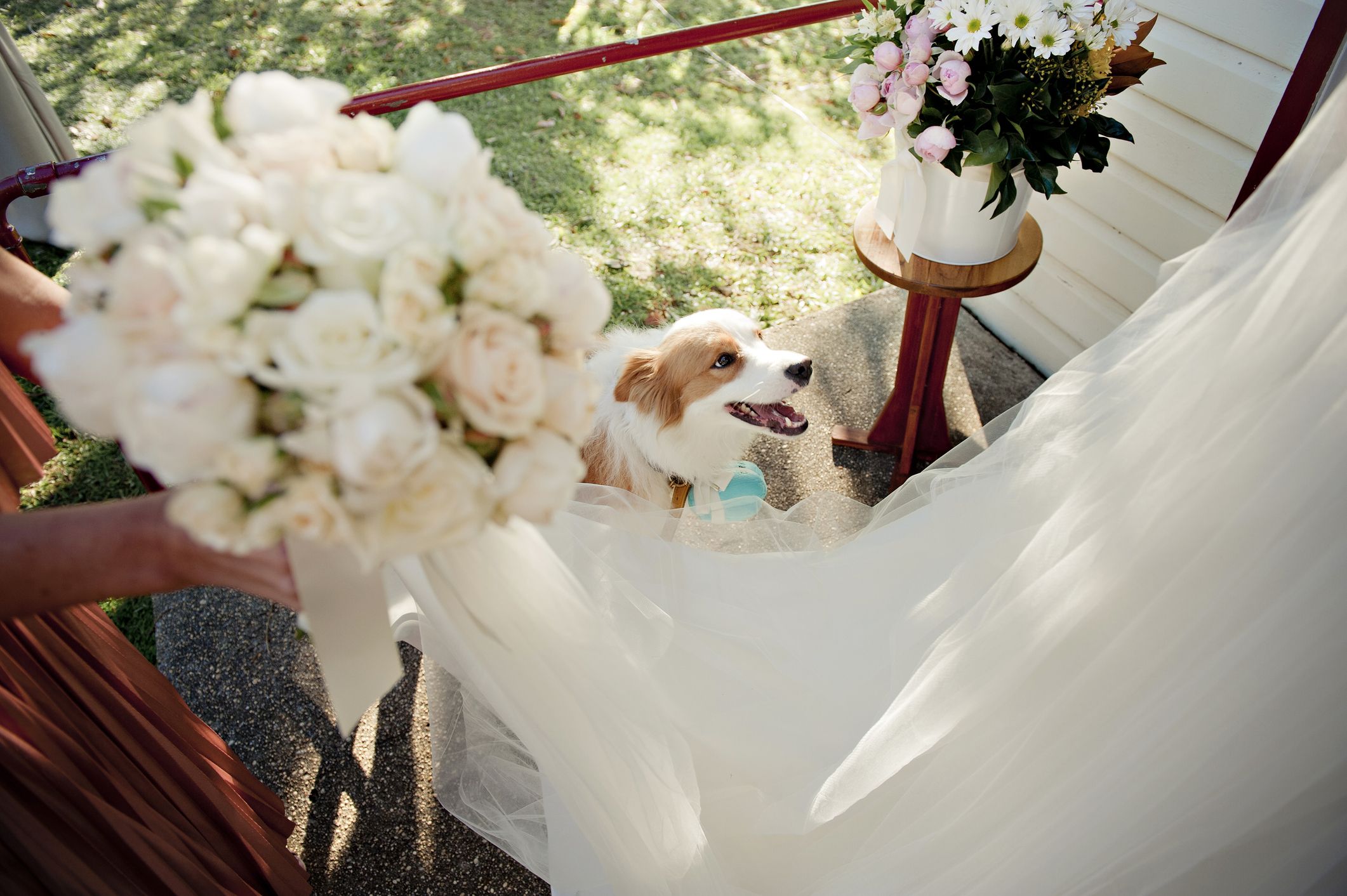 6 Things To Remember If Your Dog Is Coming To Your Wedding