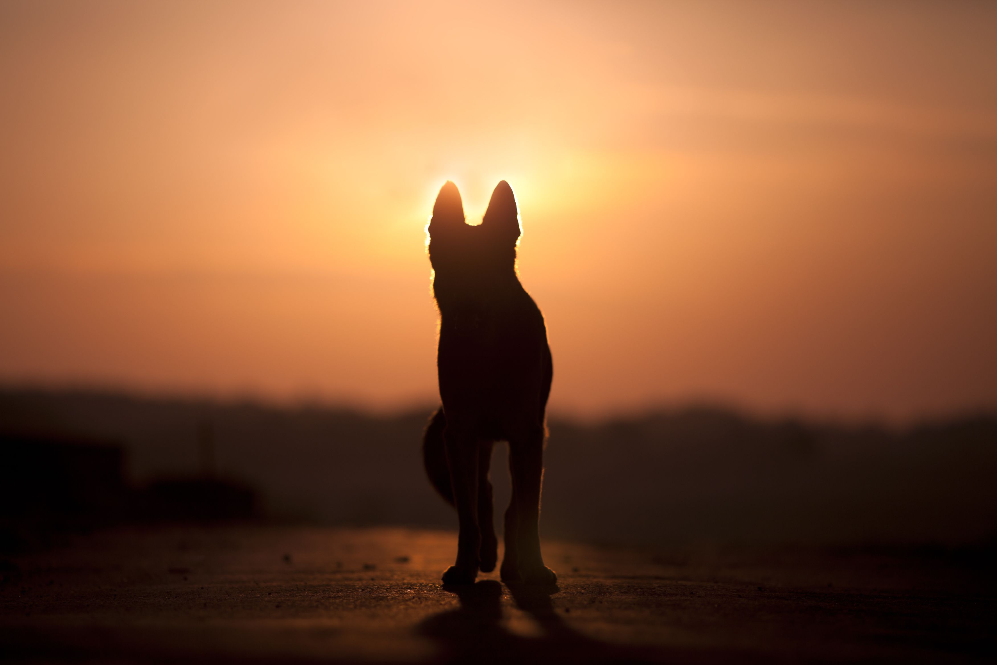 https://hips.hearstapps.com/hmg-prod/images/dog-backlight-silhouette-in-sunset-royalty-free-image-1682891316.jpg