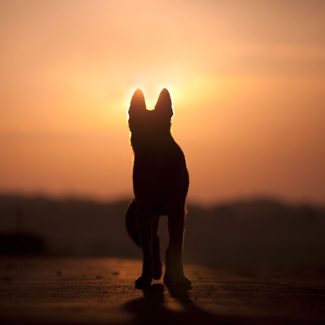 dog backlight silhouette in sunset