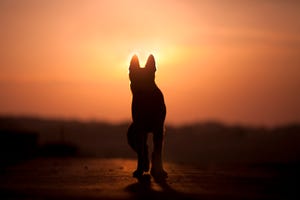 dog backlight silhouette in sunset