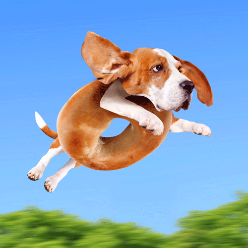 Dog, Mammal, Vertebrate, Dog breed, Canidae, Carnivore, Drever, English foxhound, Hound, Jumping, 