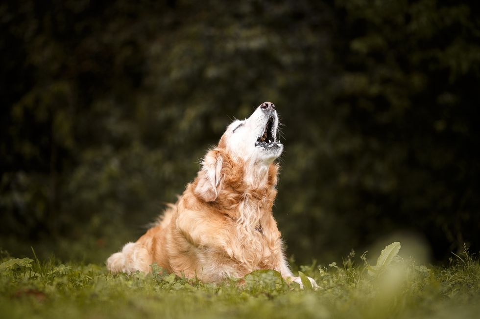what does it mean when a dog howls with you