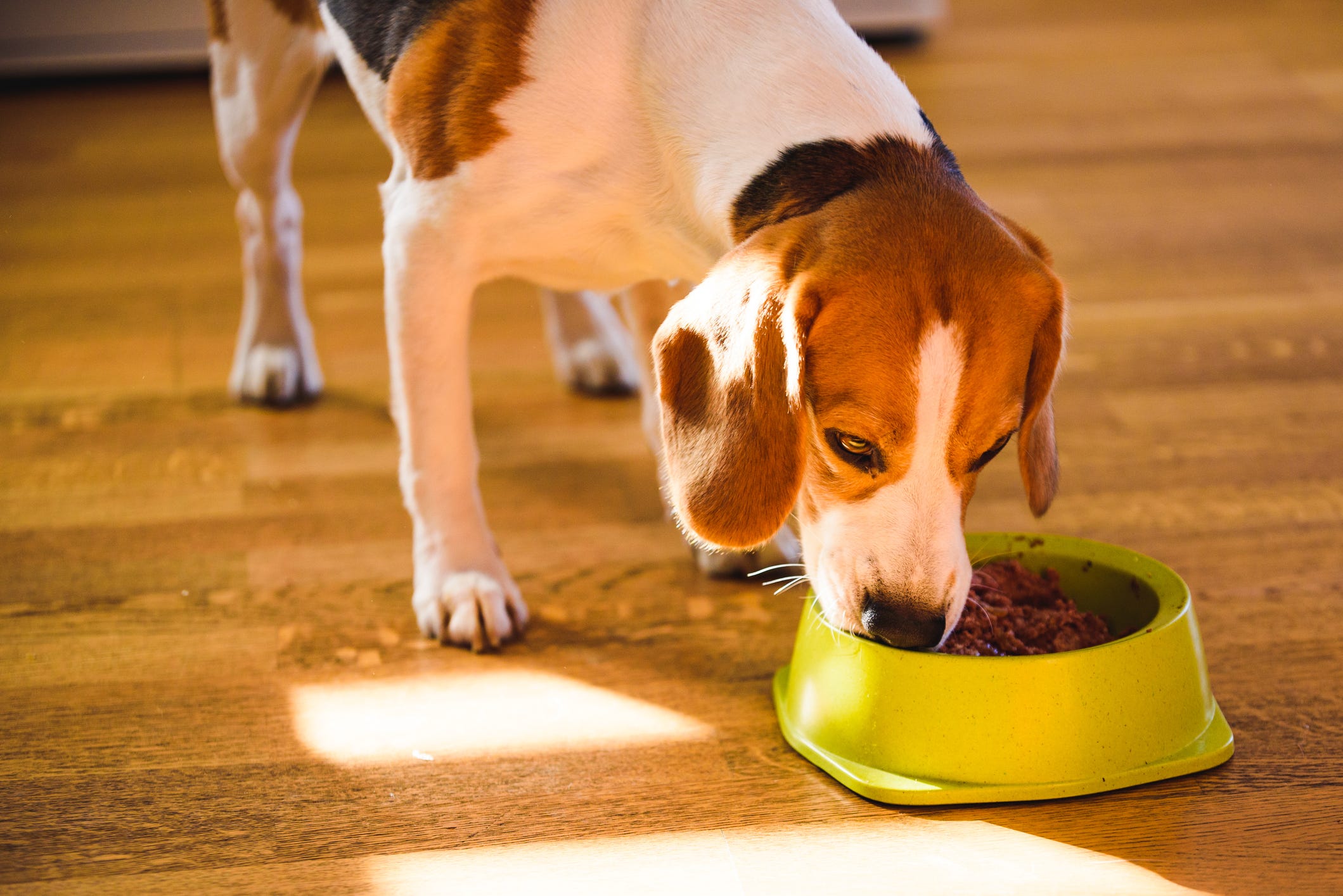 can beagles drink milk