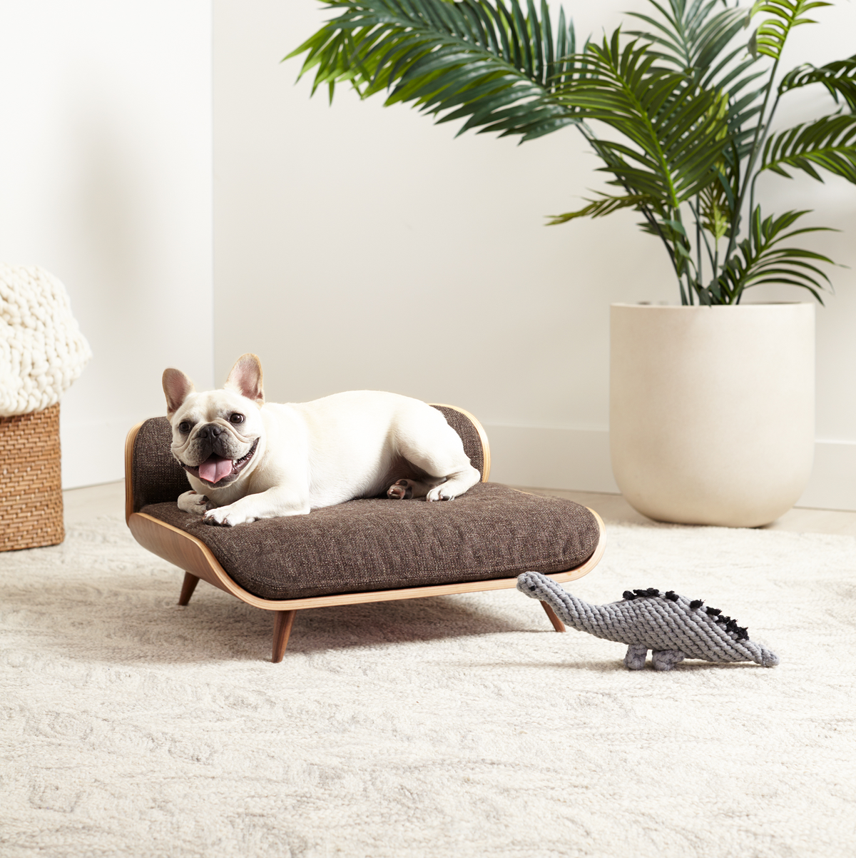 White, Furniture, Room, French bulldog, Canidae, Tree, studio couch, Comfort, Cat, Table, 