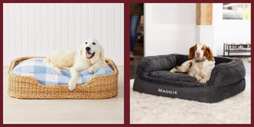 luxury dog beds