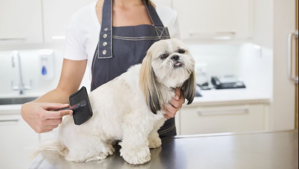 Groomer working on dog in office