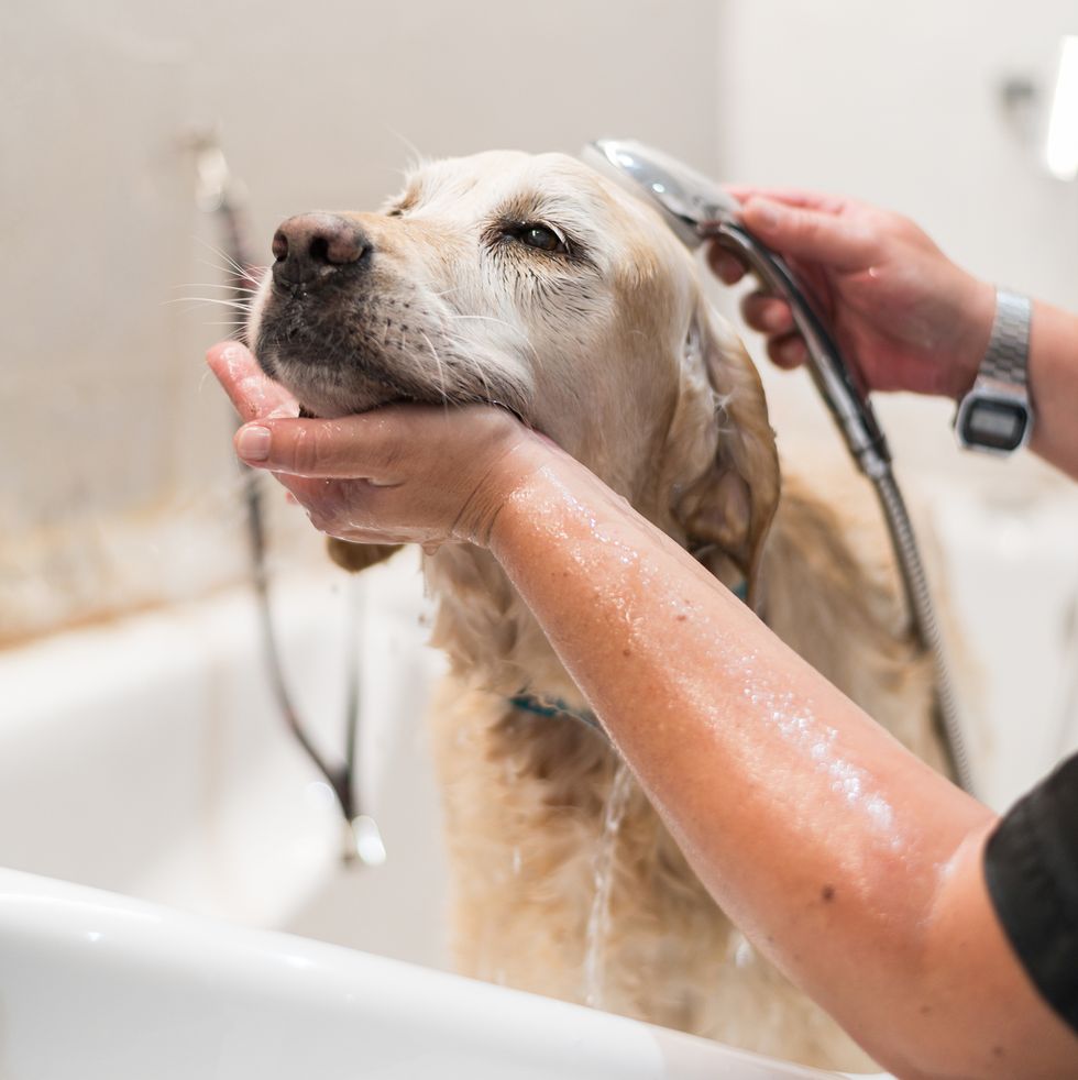 hands of a veterinarian woman showering a labrador retriever dog close up of womans hands showering an adult dog in the bathtub