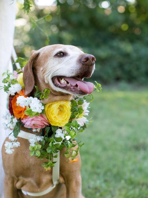 dog bouquet diy wedding ceremony decorations
