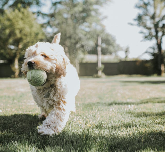 5 Fun Brain Games to Test Your Dog's Intelligence - The Online Dog Trainer