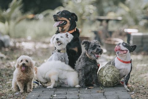 dog breed rottweiler, french bulldog, toy poodle, scottish terrier, pomeranian outside under sunlight
