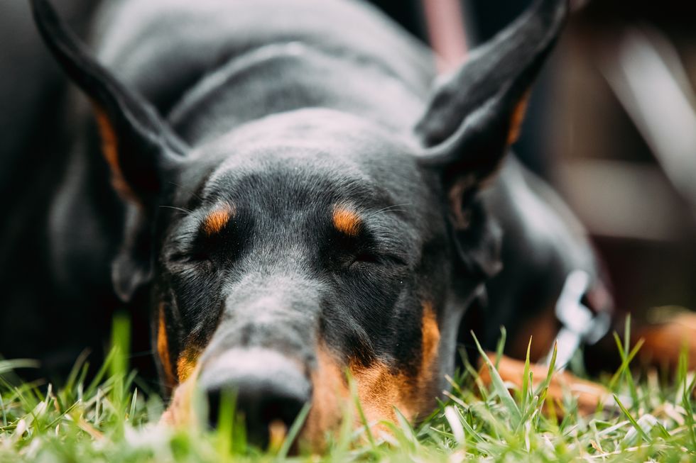 young, beautiful, black and tan doberman resting in green grass dobermann is a breed known for being intelligent, alert, and loyal companion dogs