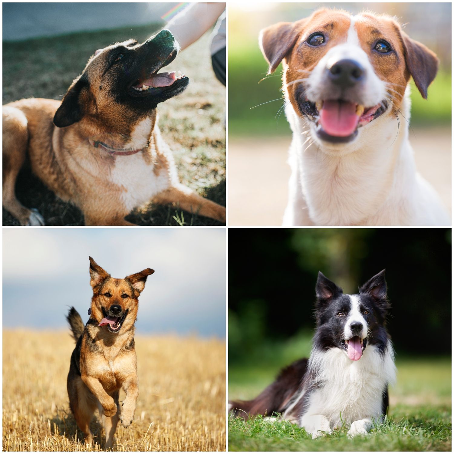 Types of cheap rescue dogs