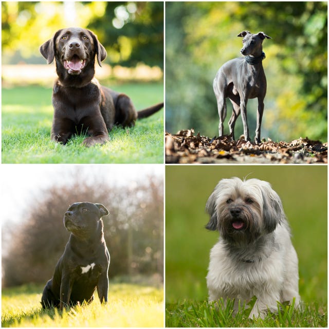 dog breeds boost mental health