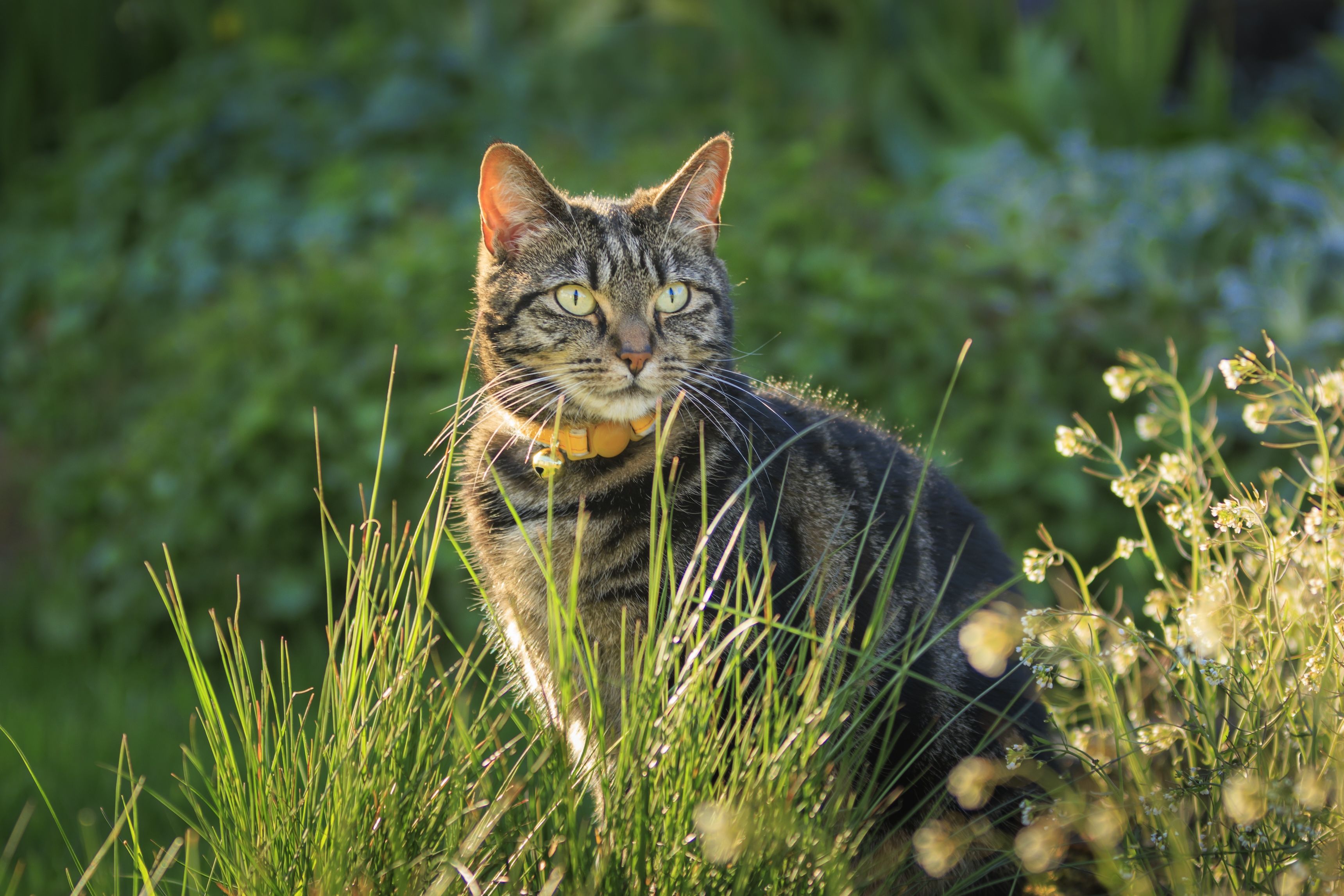 Shops outside cat breeds