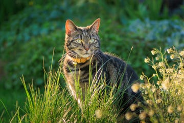 cute young tabby cat playing in a garden