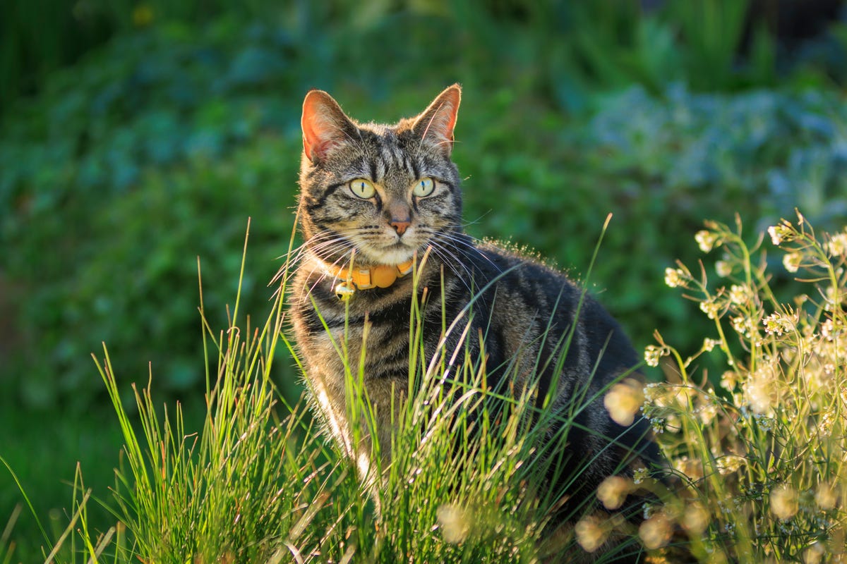 6 Cat Breeds For Dog People