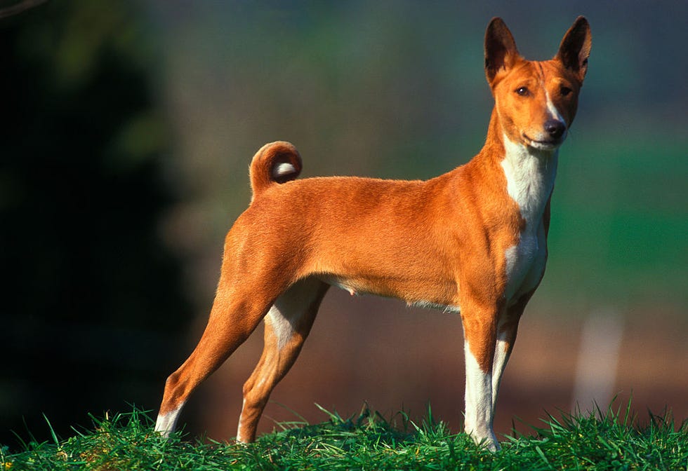 https://hips.hearstapps.com/hmg-prod/images/dog-breeds-left-alone-basenji-1568907606.jpg?crop=0.686xw:1.00xh;0.201xw,0&resize=980:*