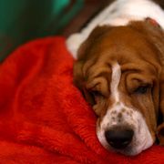 dogs that can be left alone basset hound
