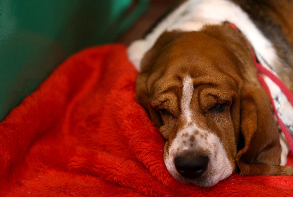 9 Best Home Alone Dog Breeds For Someone Who Works All Day