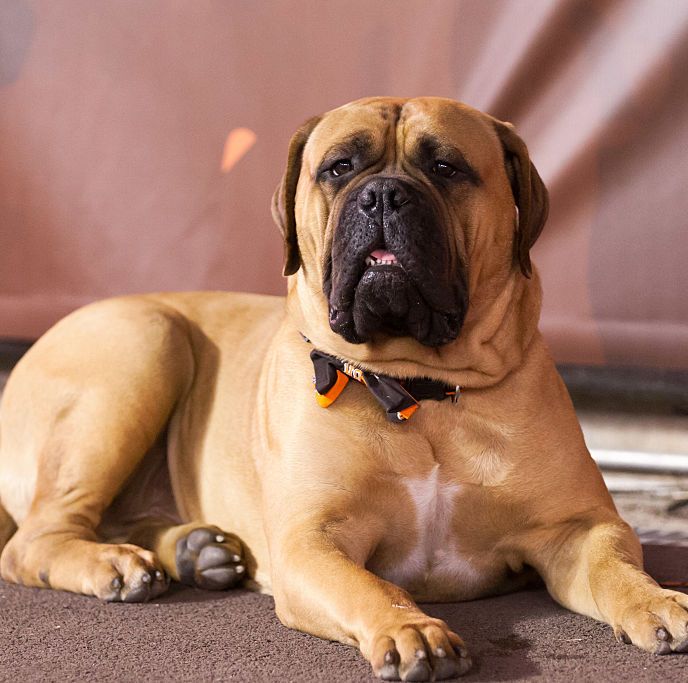 dogs that can be left alone bullmastiff